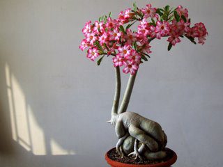 Flower Adenium Obesum detta anche Rosa del deserto